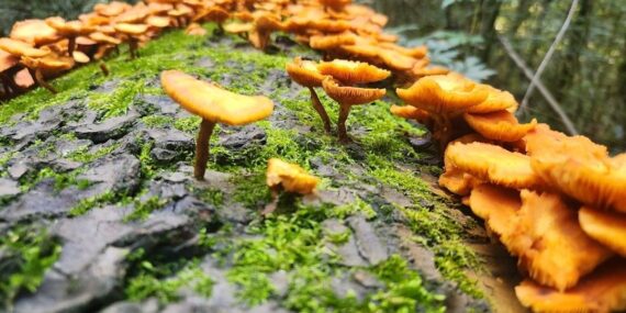 Orangefarbene Pilze wachsen auf einem moosbedeckten Baumstamm